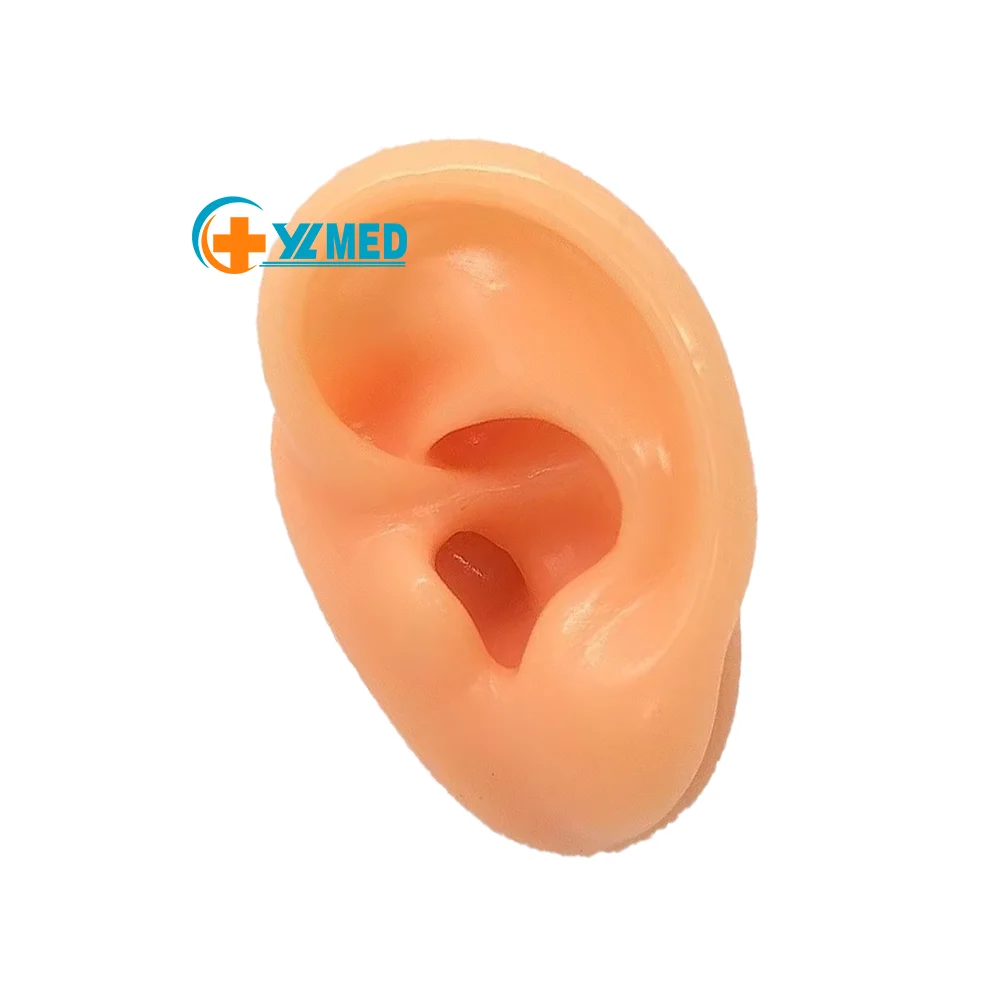 New Style Human Ear Display Silicone Ear Model for Piercing Tattoo Acupuncture Suture Practice Model Human Practice Use