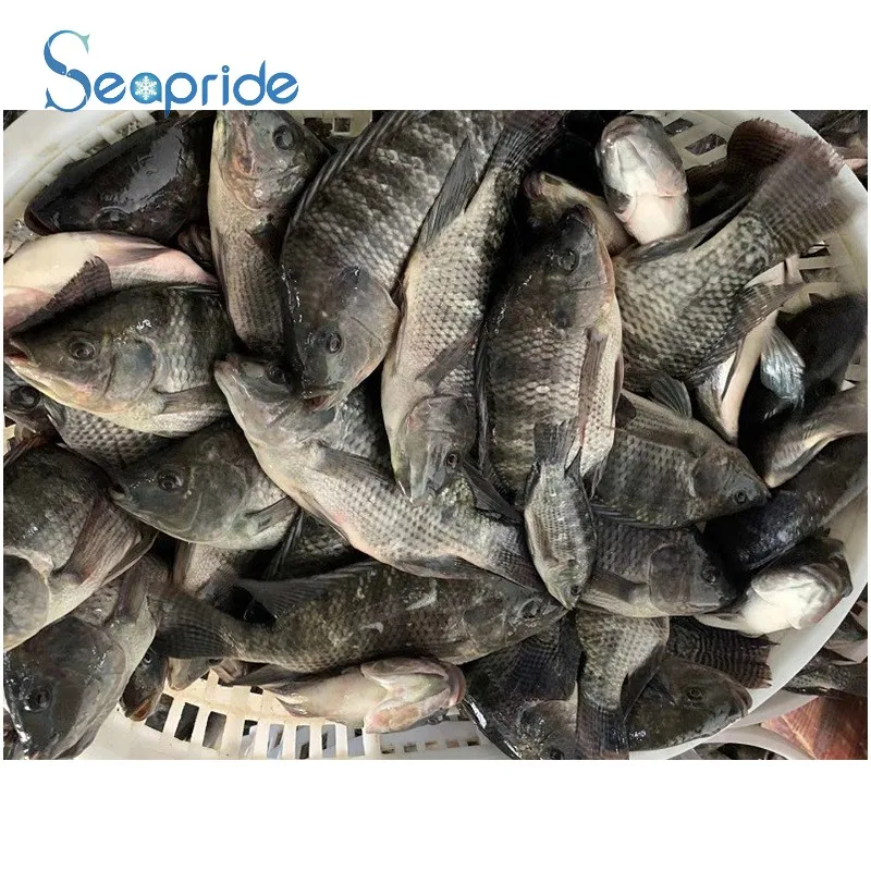 Good Quality Live Farm Frozen Black Tilapia Exporters