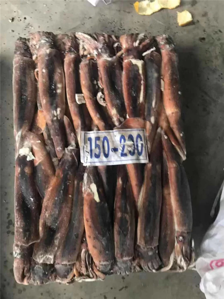 Морской замороженный кальмар illex для рыболовной приманки