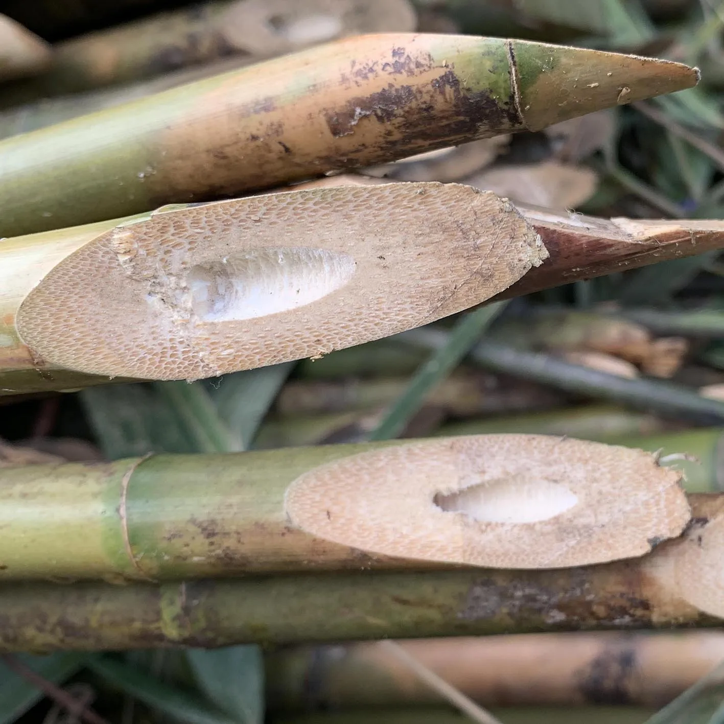 Natural Eco-friendly yellow raw bamboo poles For Plants Stand
