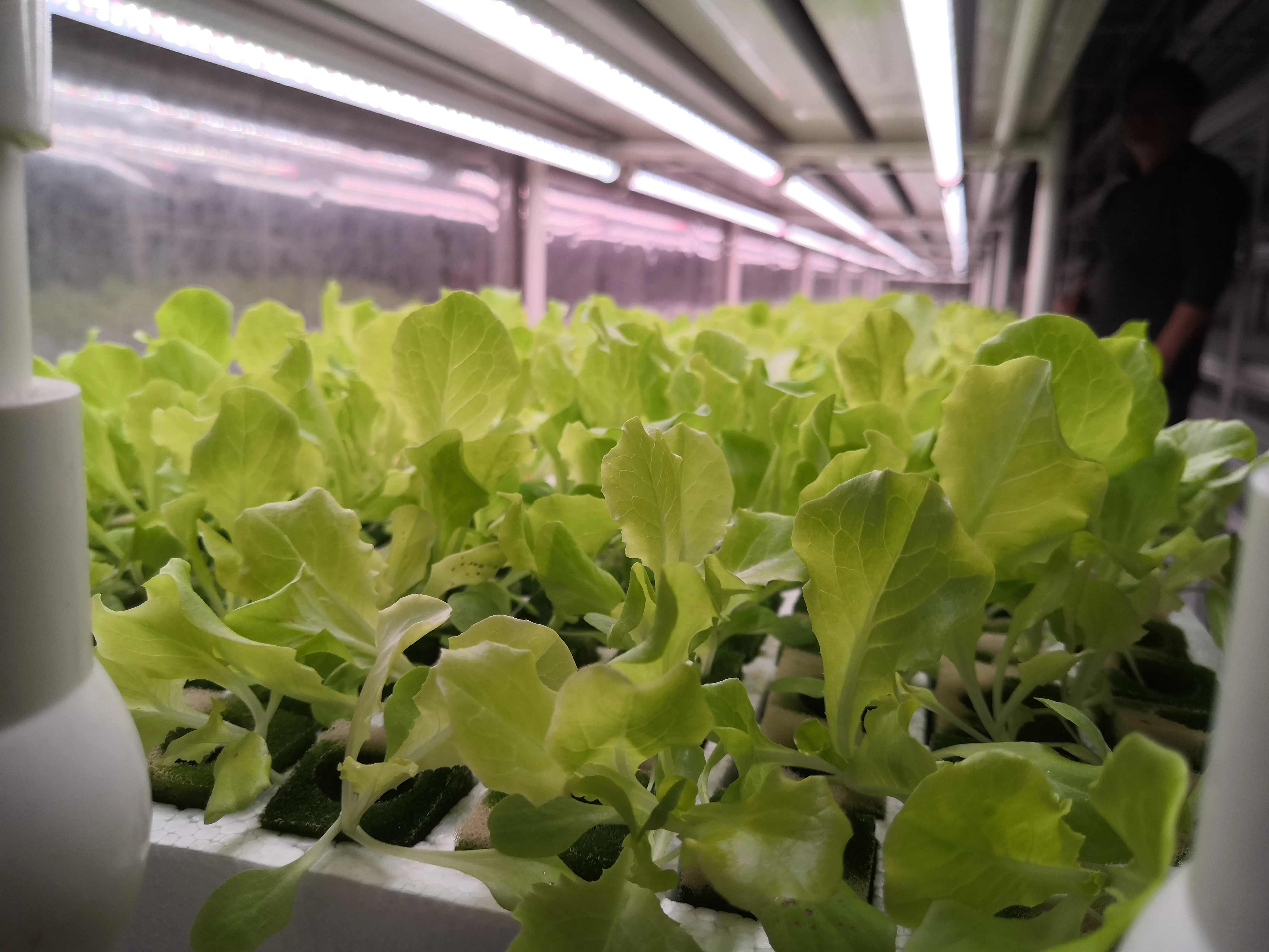 Hot style  Automatic Irrigation Hydroponics System for Vegetables