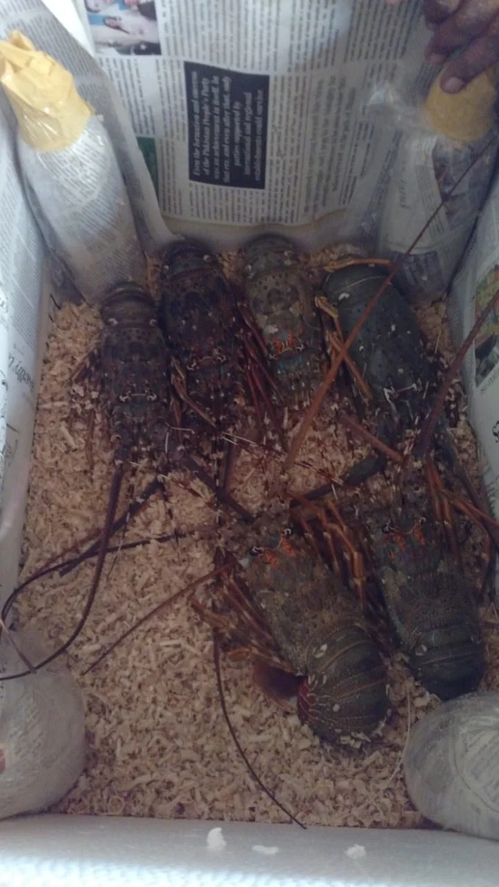 
Live Bamboo Lobster 