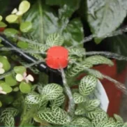 HOT 360 Degree Adjustable Micro Irrigation Dripper Drip watering Emitter