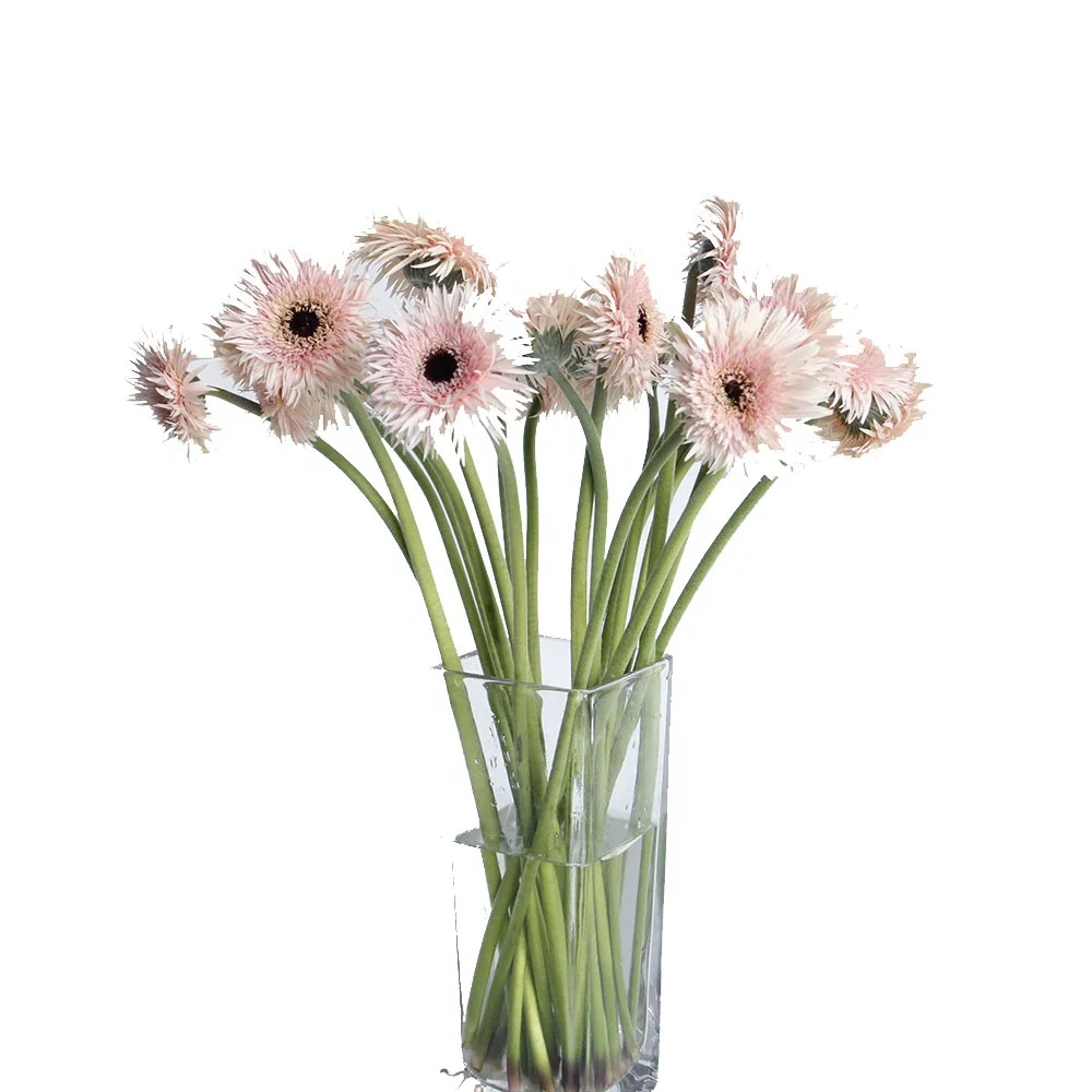 High Quality Dubai Fresh Cut Flower Faster Shipping Importers Gerbera Plants Sale India for Wedding