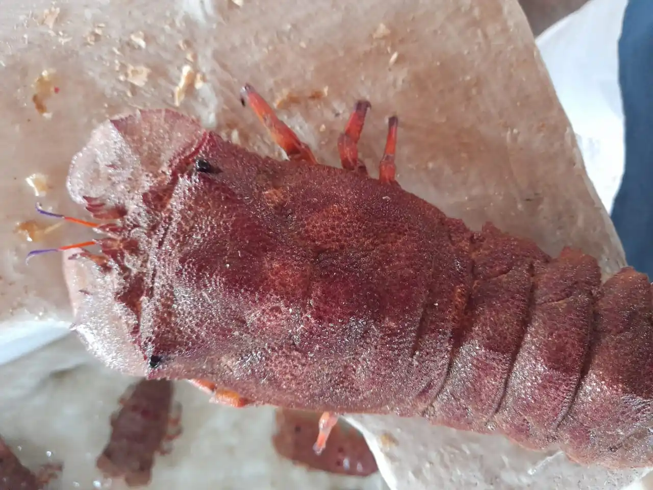 
High Export Quality Live Lobster Available - Alive Bamboo Lobster for Hong Kong - Fresh Rock Lobster for China 