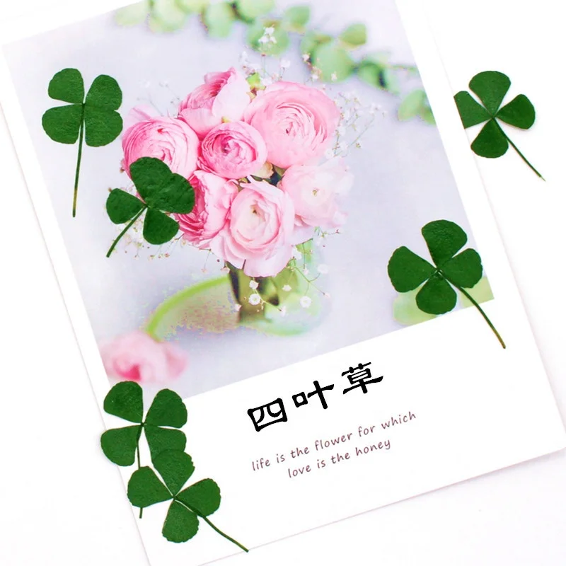 MNR1943 pressed and real dried four-leaf clover for DIY decoration