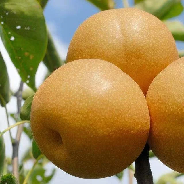 Органические фрукты Golden Singo свежие