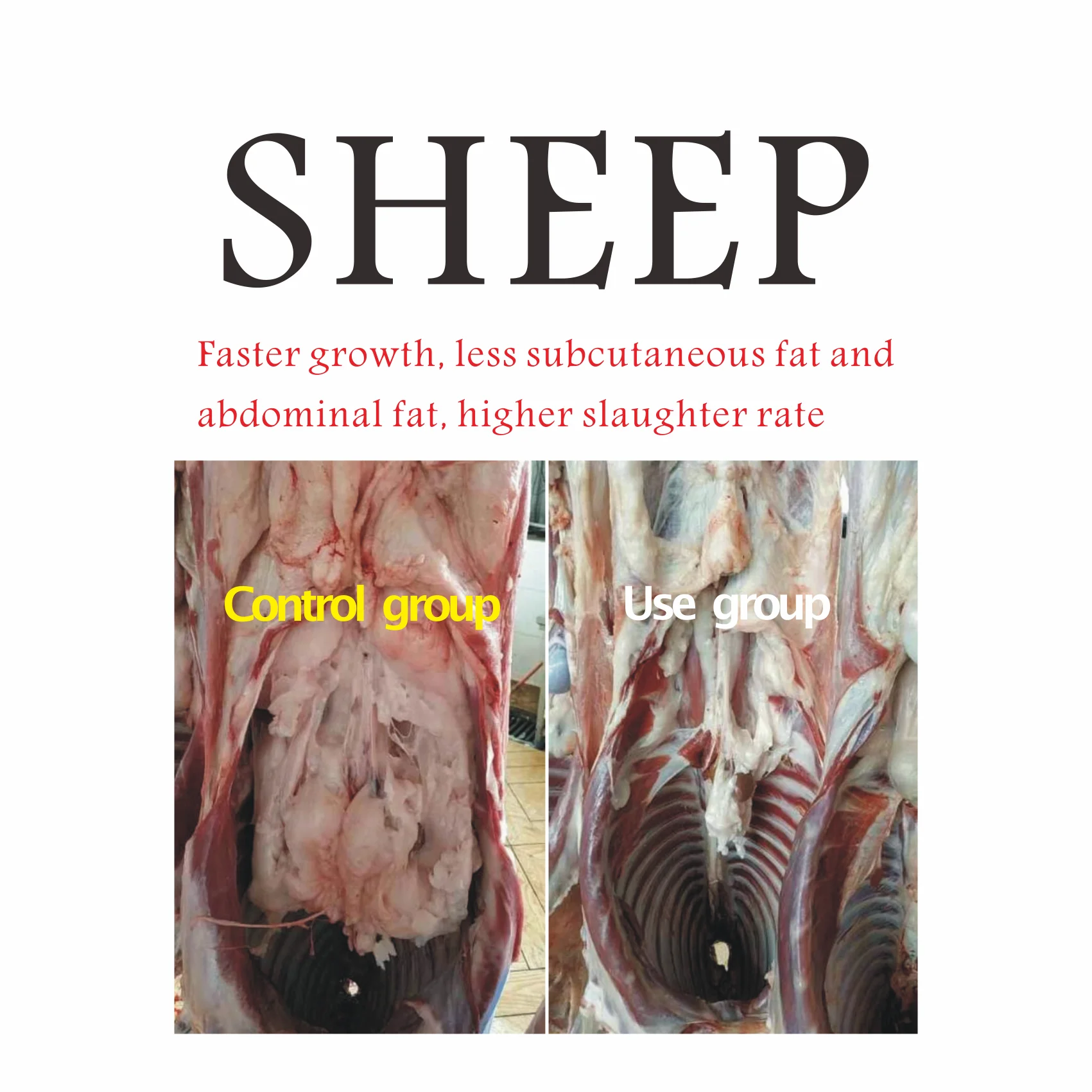 Creasource synergistic guanidinoacetic acid cattle Simmental feed additives for reducing subcutaneous  abdominal fat deposition