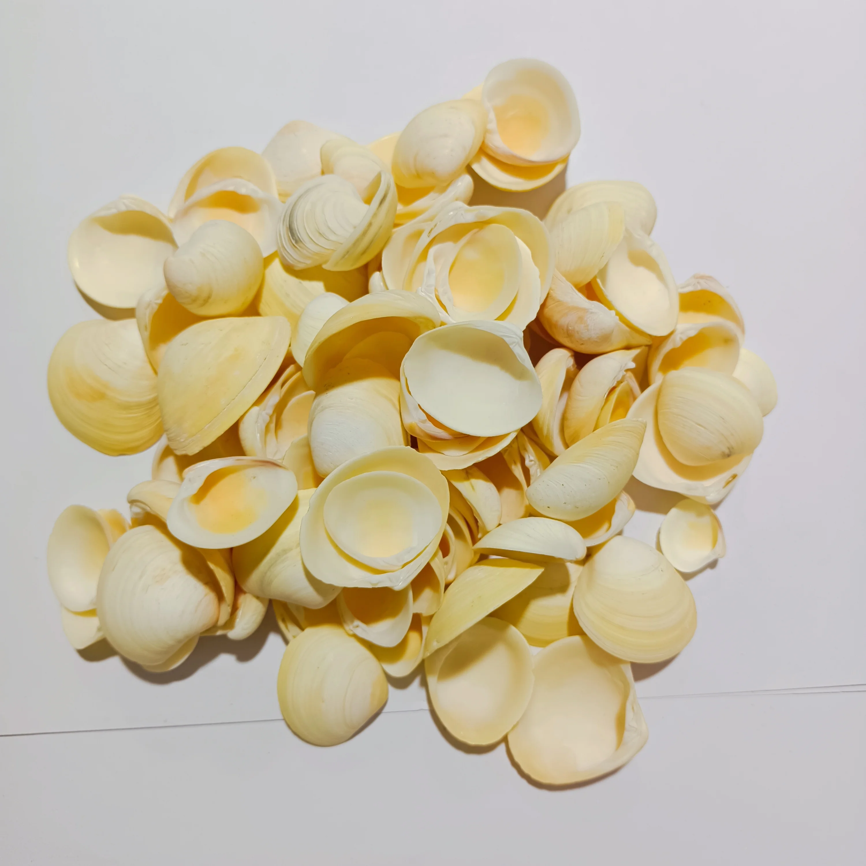 Wholesale Ornament Natural Seashell Home Decor Miniature Sea Shell