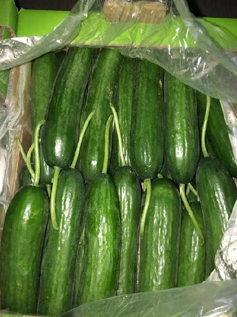 
Fresh Cucumber 