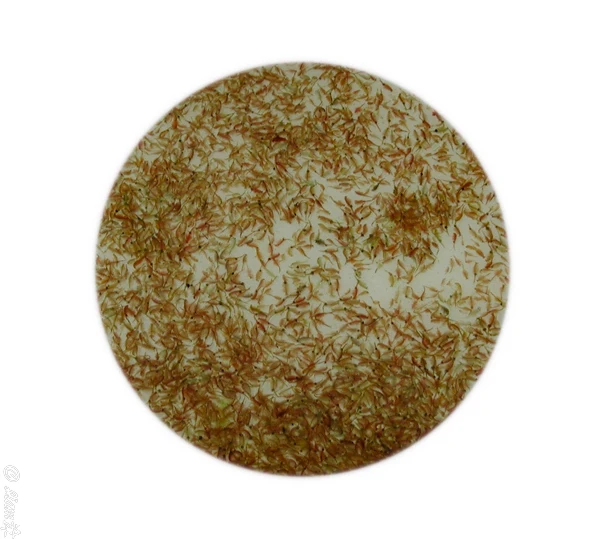 Brine shrimp Artemia