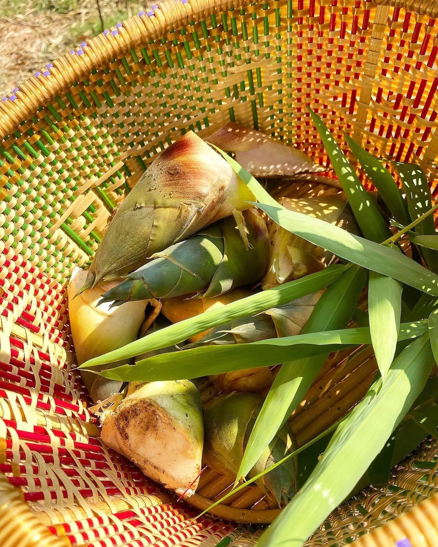 Boiled Bamboo Shoot 500 G from Thailand Ready to Eat with Your Meal Recommended Product