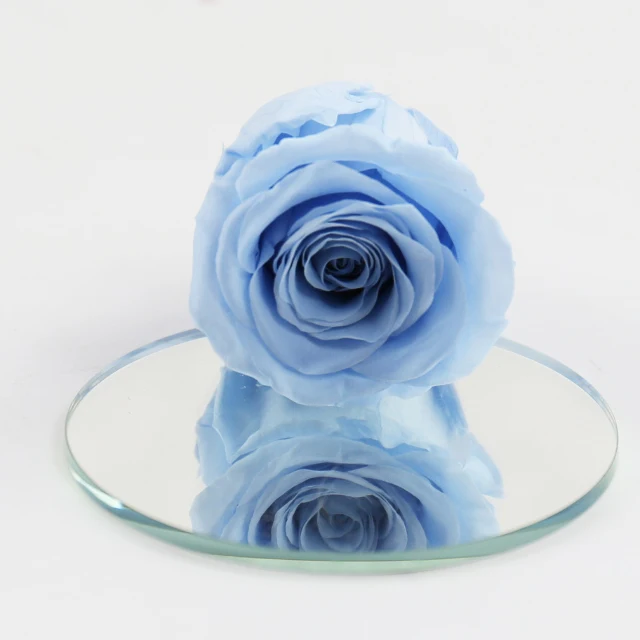 every love preserved rose grade b 5-6 cm black blue pink real touch rose eternal forever flower head bud in a box