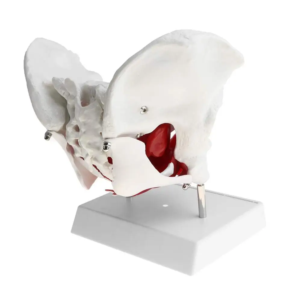 GELSONLAB HSBM-118 Almencla Female Pelvis and Pelvic Muscle Models Human Anatomy Bone Medical