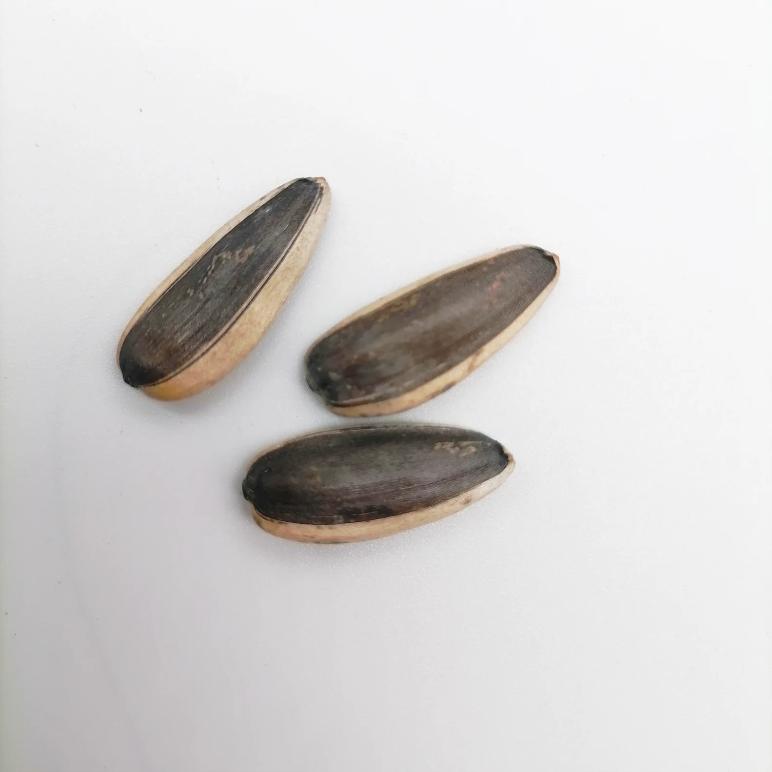 Fresh  production raw sunflower seed chinese
