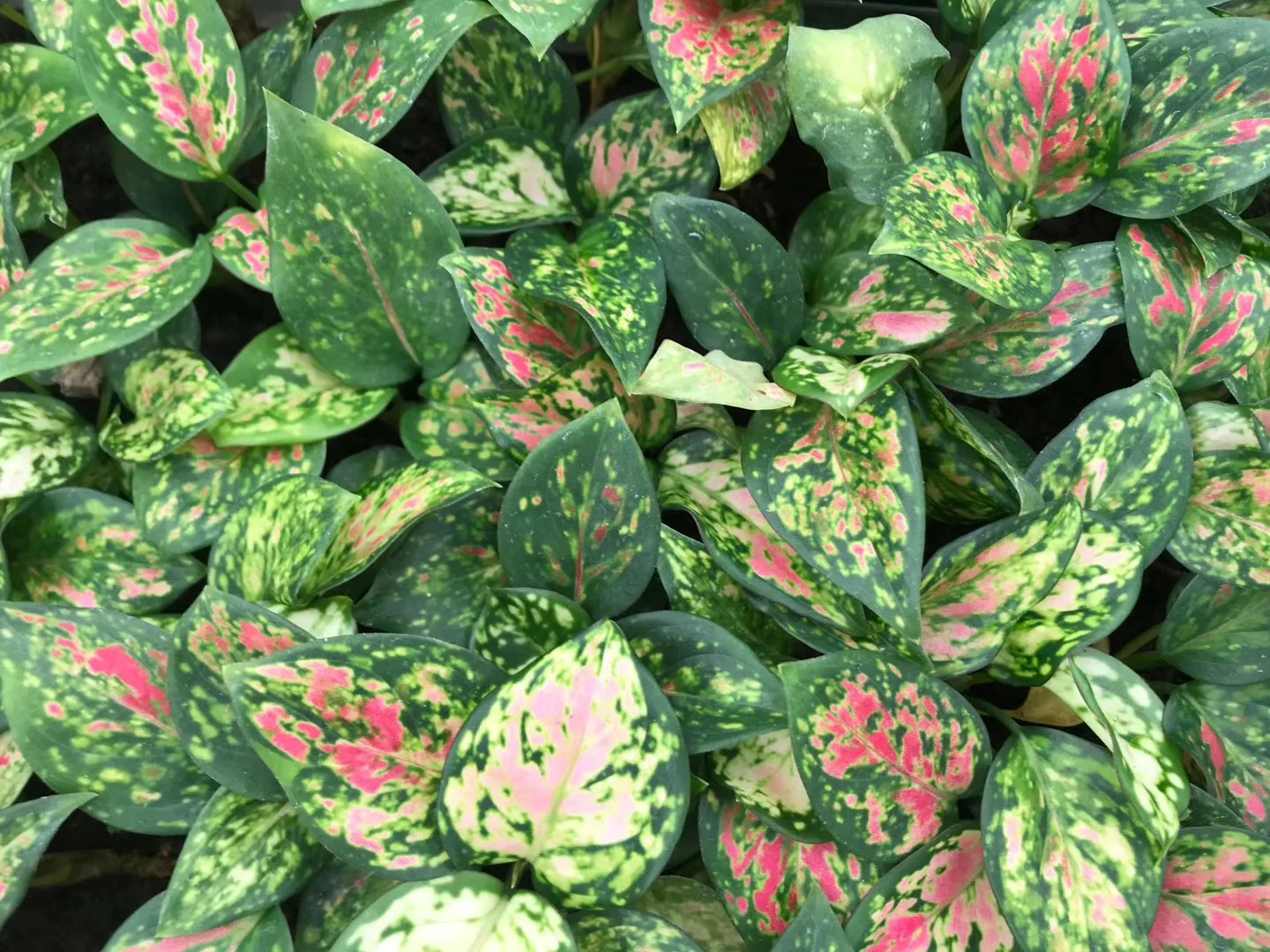  Подростковые растения украшение для дома натуральное растение aglaonema hongyan Geely красная