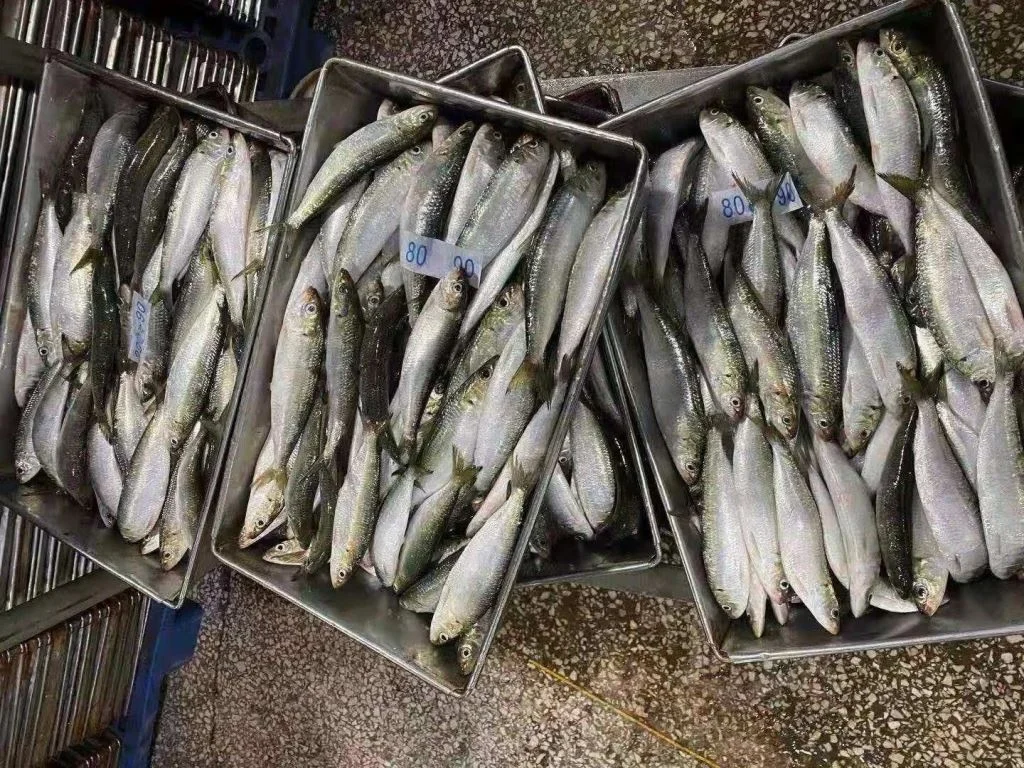 Best China Supplied Frozen Sardinella Fresh Sardinelle Fish Bqf Whole Round Frozen Sardine Aurita For Sale