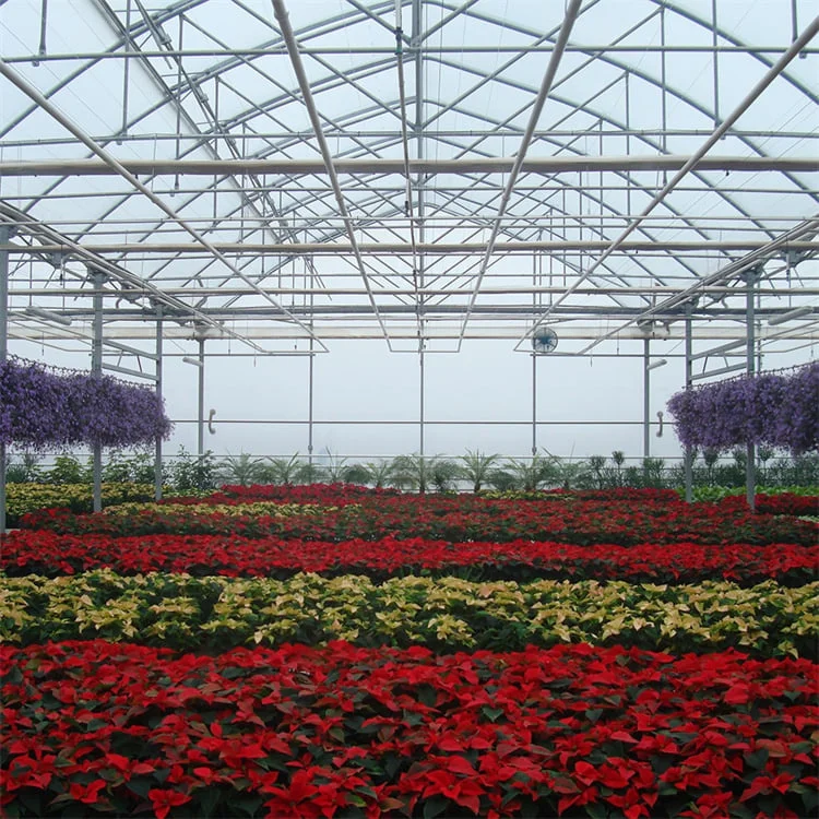 Tianjin TYT co2 generator multispan greenhouse for mushroom