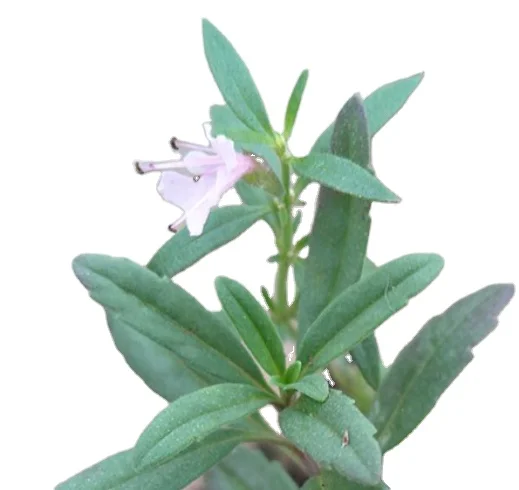 Натуральный высококачественный препарат Hyssopus officinalis новый сырой сушеный чай