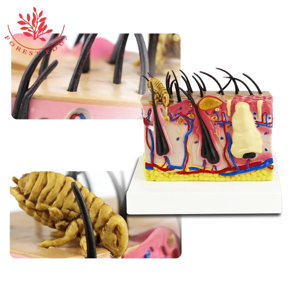 Canine Skin with Flea Bite anatomical model Canine Dog Skin Model