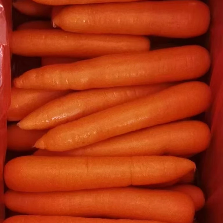Fresh China Carrot Red Carrot
