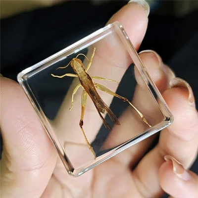 
Many types of embedded specimens Cheap acrylic resin biological plant real insect specimens 