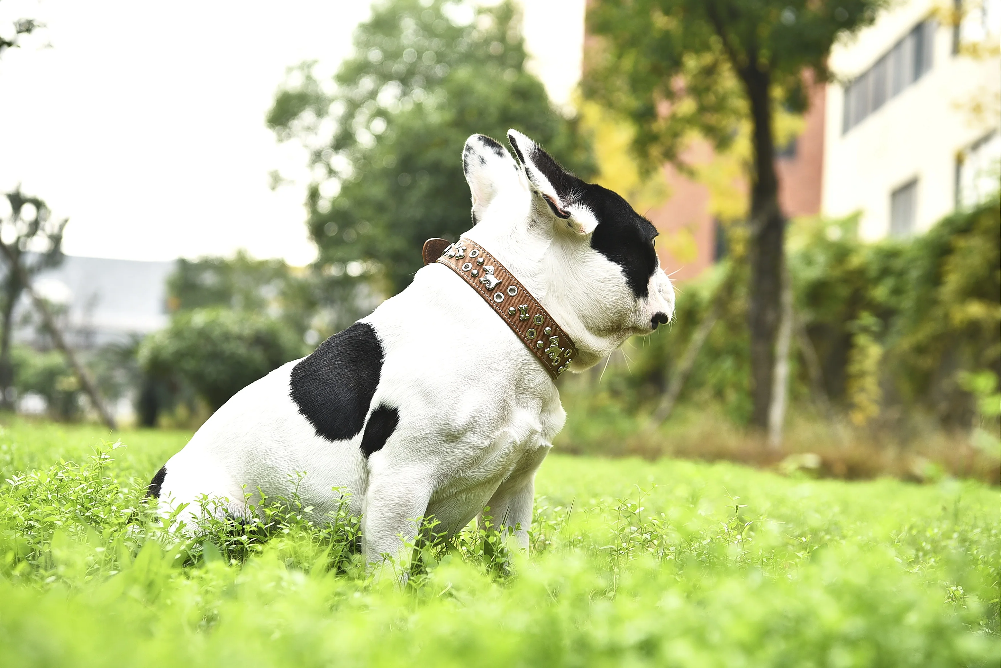 Sparkly Crystal Diamonds Studded Shining Medium Large Leather Pet Stud Dog Collar
