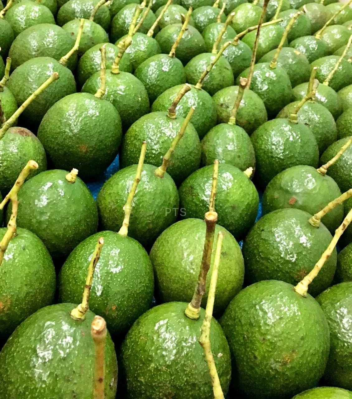 Export Wholesale High Quality Fresh Vietnam Booth avacado