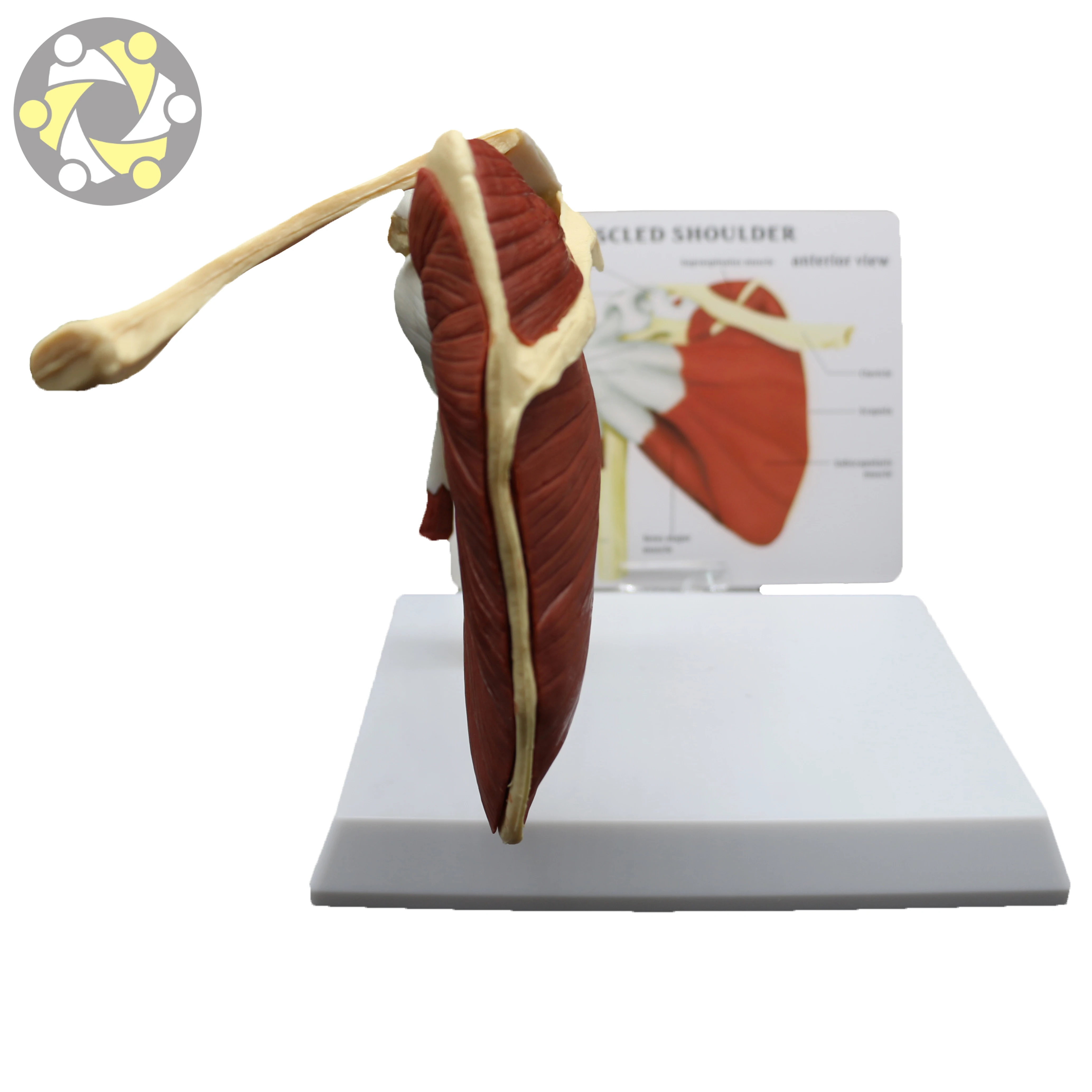 Medical Science Human Shoulder Joint Skeleton Model with Muscle