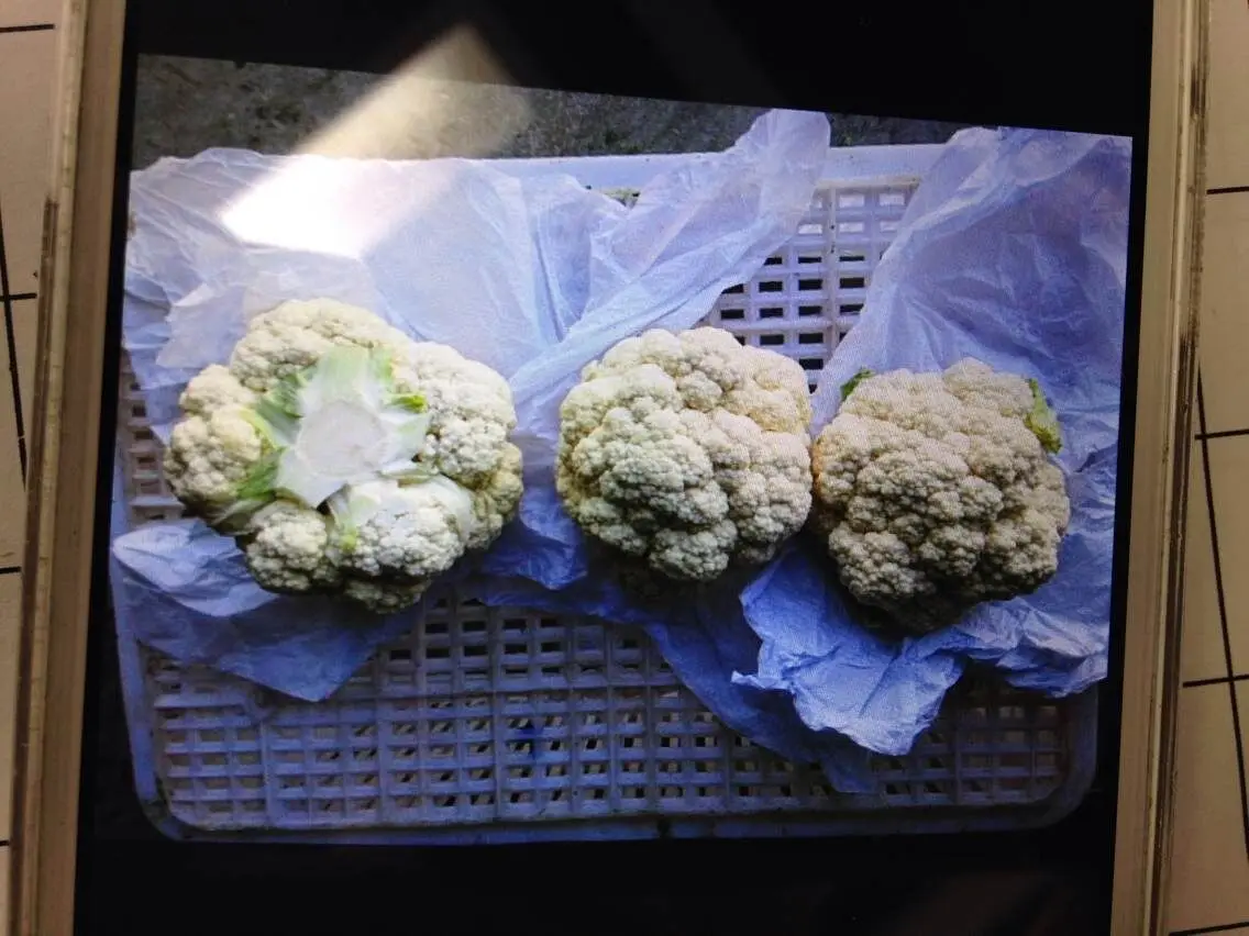 New Chinese  crop Fresh Cauliflower all year round wholesale cheap price