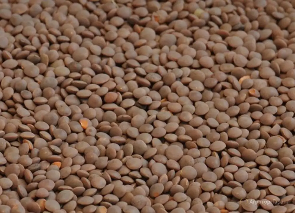 
red green lentils 