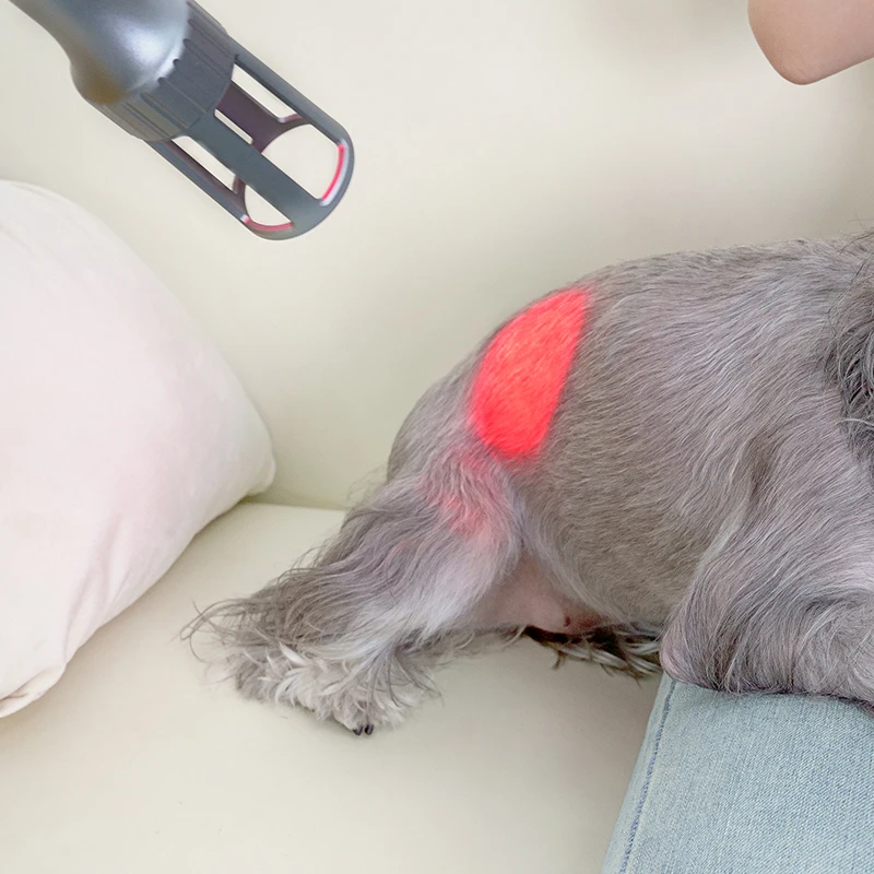 Smart Laser Therapy Machine 10w-30w Class 4 Animals Laser Physiotherapy Treatment For Swelling Reduction And Pain Management
