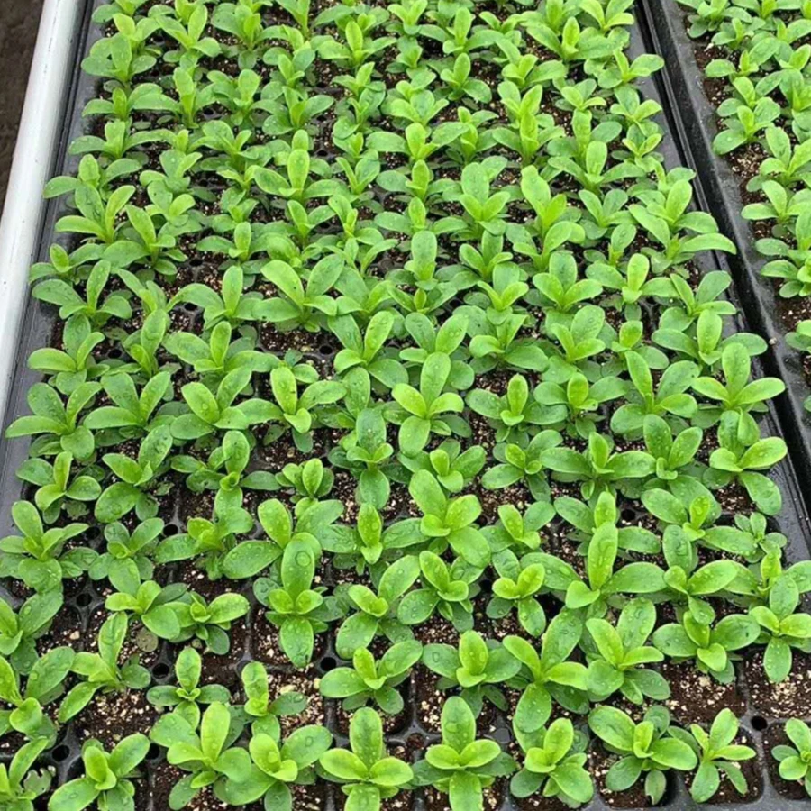 Best Price Quality 288 Cells Seed Plant Germination Trays For Sale