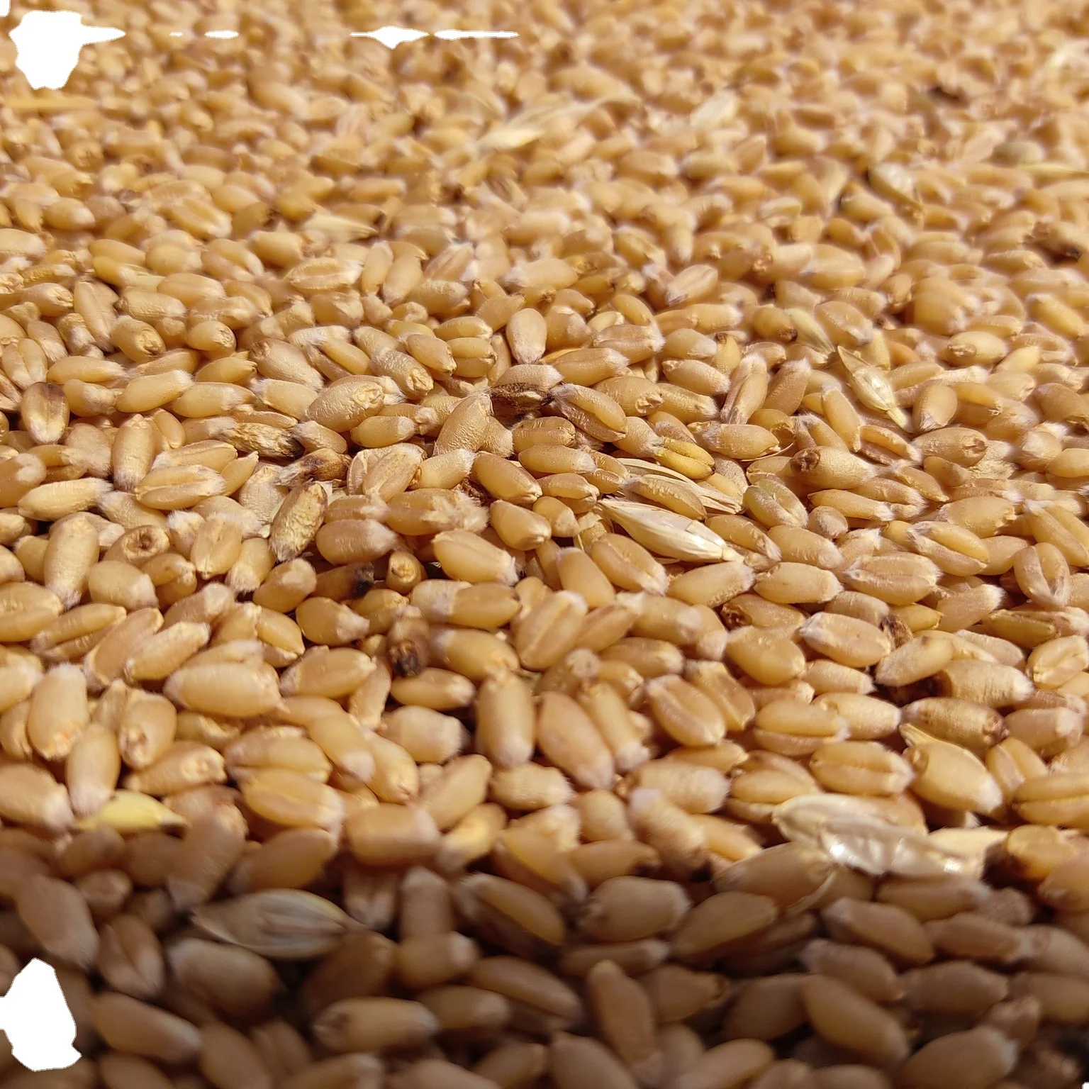 Wheat Best Quality For Human Consumption