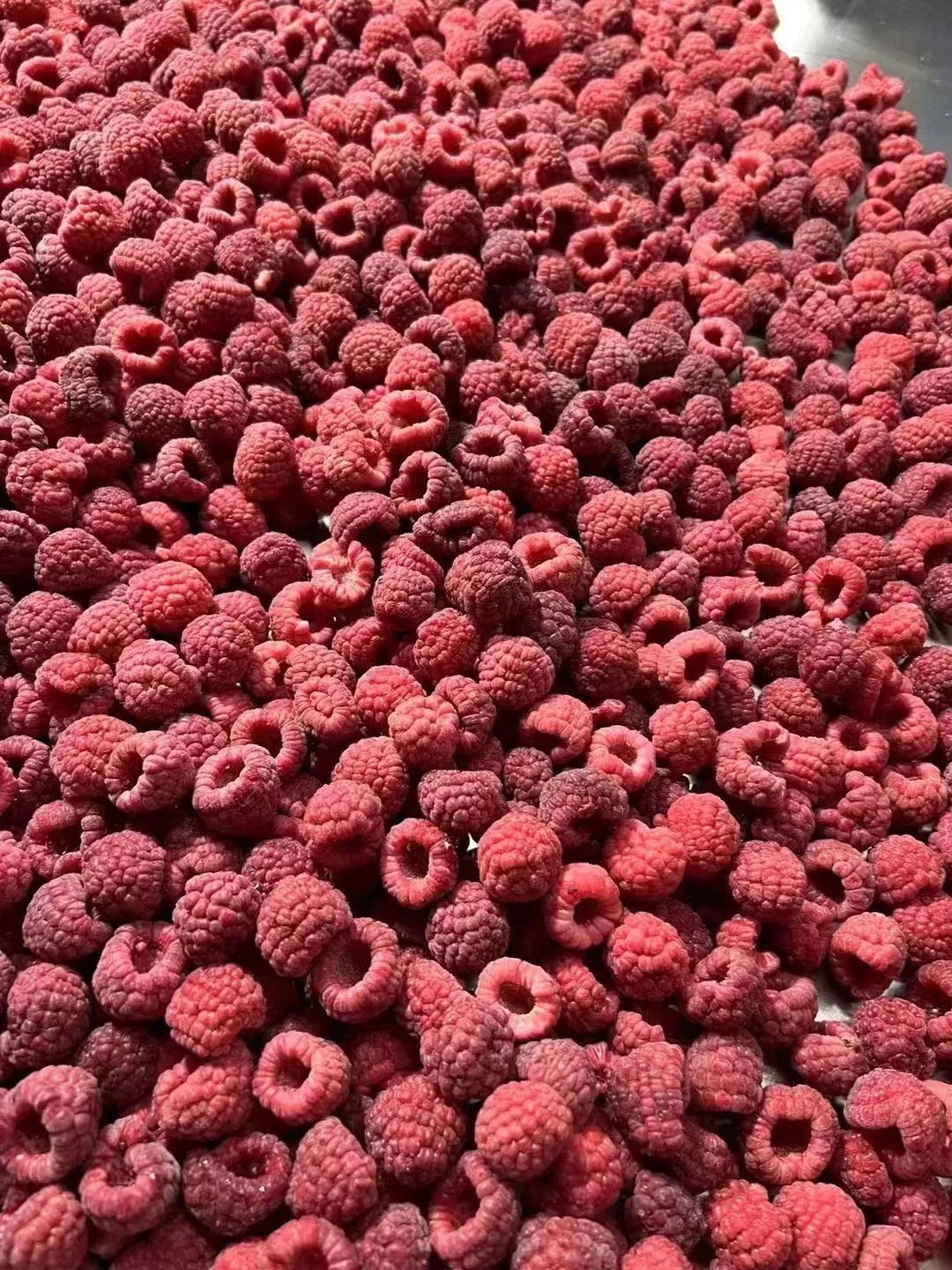 New Design  Fresh Black Red Seedless Raspberry  Frozen Black Raspberries  Frozen Raspberries