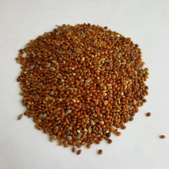 
Red Broomcorn Millet 