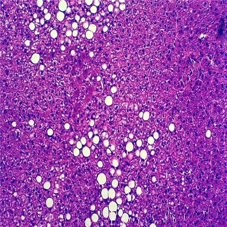 Заводские высококачественные и по лучшей цене сделано в Китае патология животных приготовленные слайды для