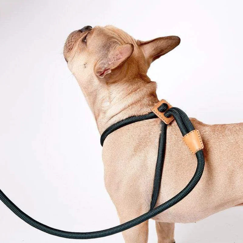 Поводок для собак