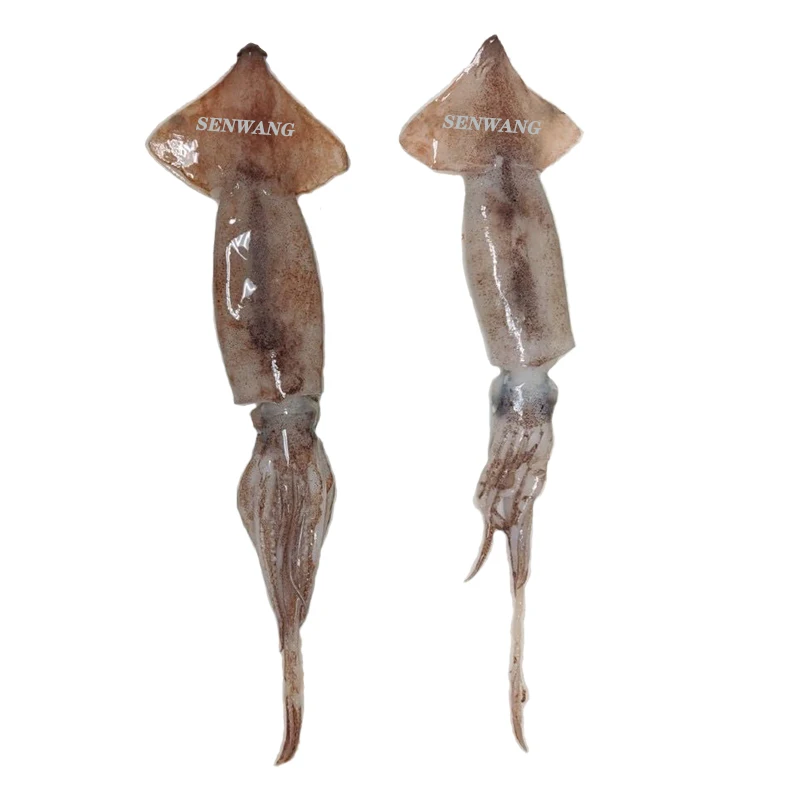 
whole round squid ILLEX ILLECEBROSUS BOSTON ILLEX 