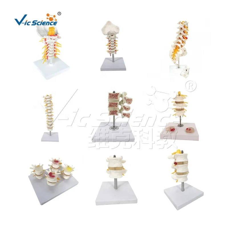 Pregnancy Pelvis with Mature Fetus 2 Parts  anatomic model modelos de female pelvis
