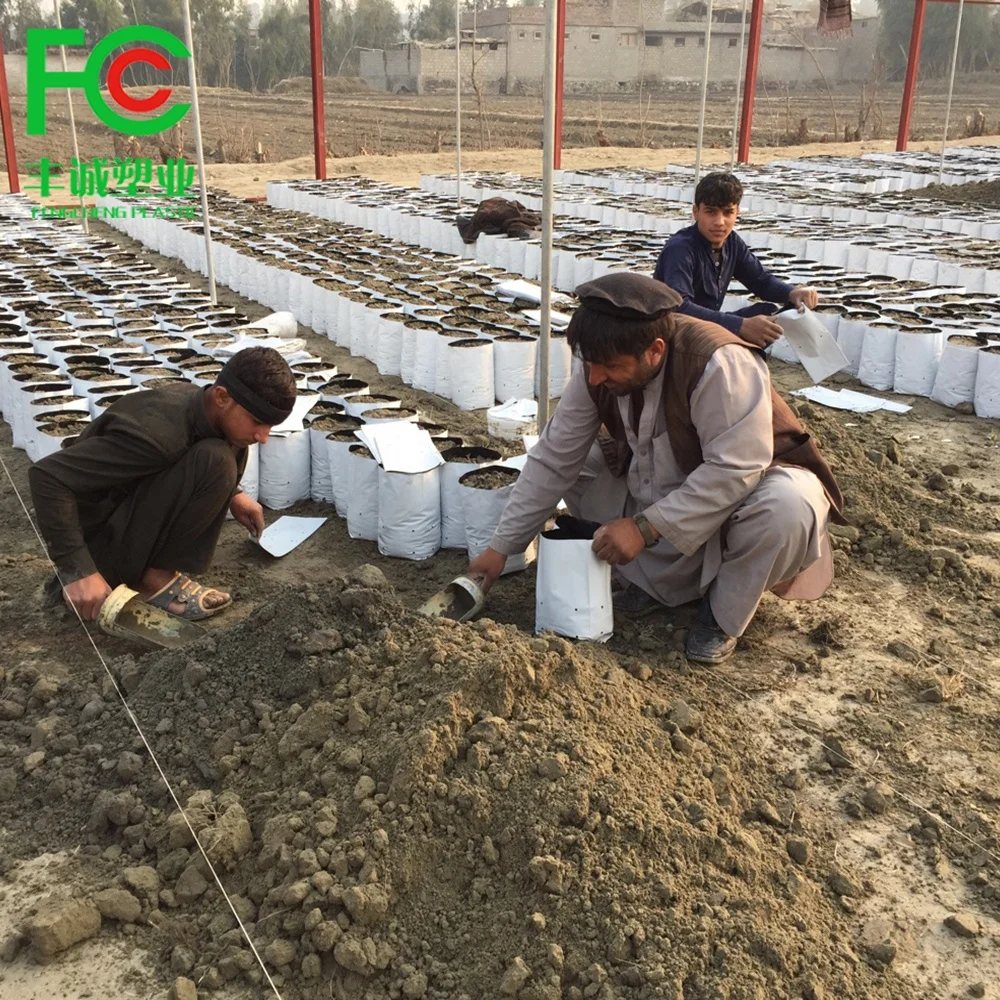 poly white and black panda film bag flower planter plastic nursery bags PE seedling sapling grow bag