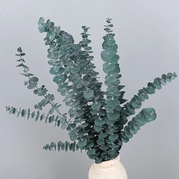 Preserved natural dried Eucalyptus Leaves green round leaf branches flower, Hanging Fragrance Real Plant, flower arrangement
