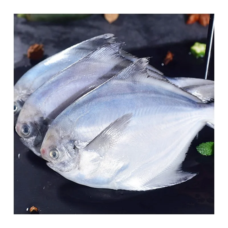 Good Quality Frozen Silver Pomfret Fish with Competitive Price