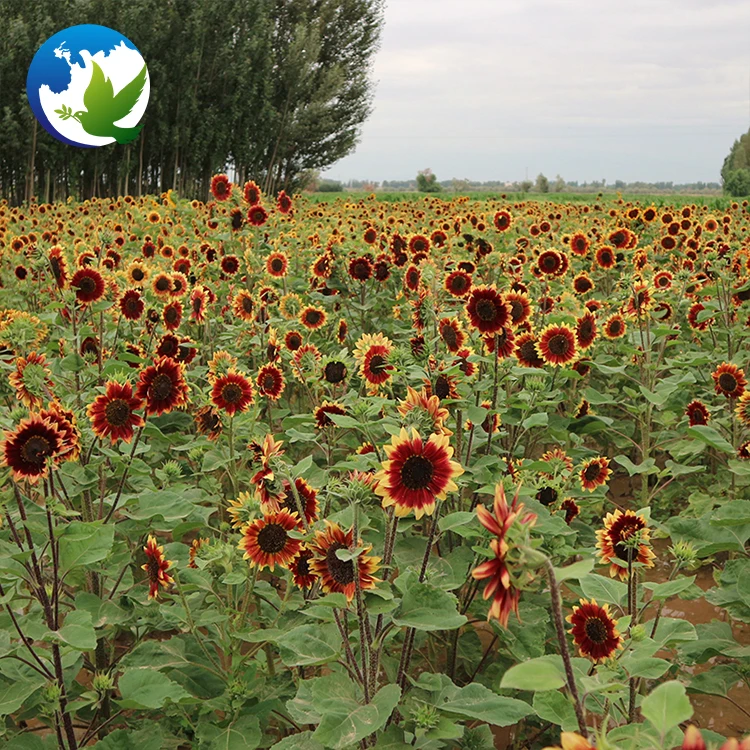 
chrysanthemum professional zinnia sun flower bulbs seeds and bulb mix lisianthus packet in bulk wild flowers plants seeds hybrid 