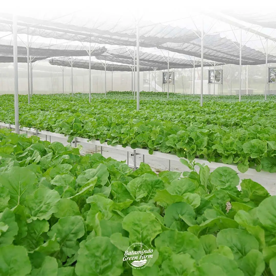 Оптовая продажа, сельскохозяйственные Гидропонные сельскохозяйственные овощи для выращивания с каналами Nft