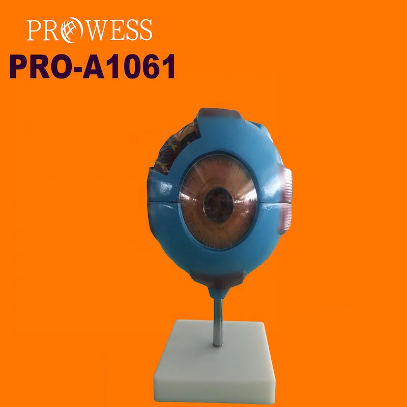 PRO-A1061 Medical Science Human Anatomy Simulation Eyeball Magnification Teaching Model