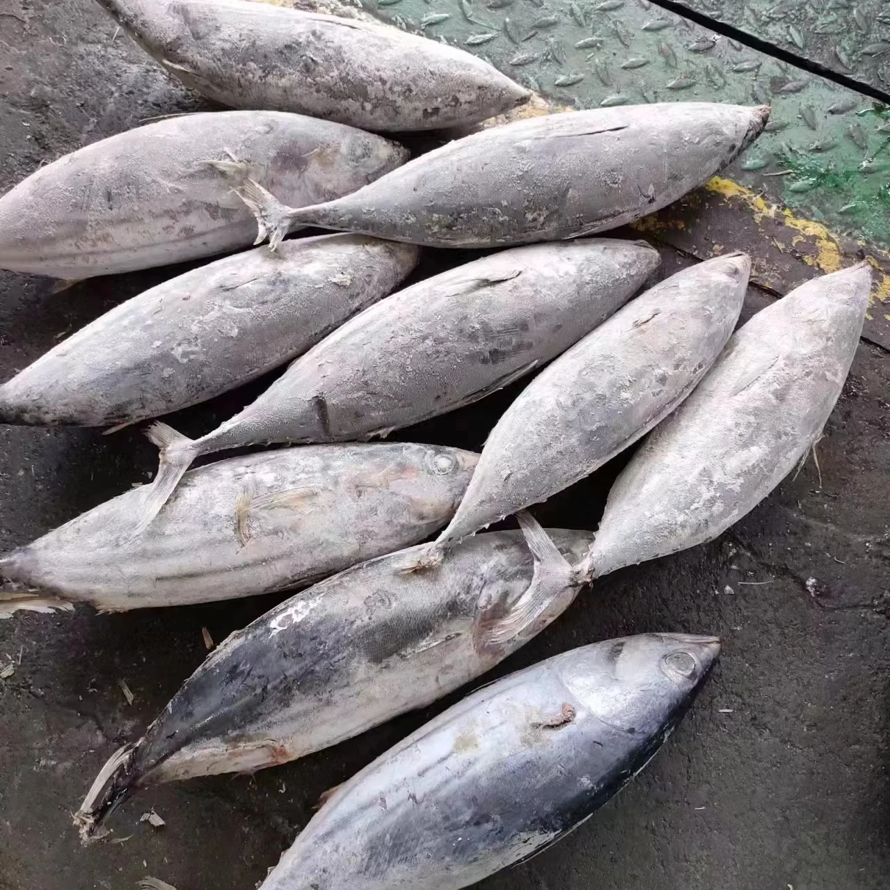 Wholesale Good Quality Fresh Frozen Skip Jack Fish Skipjack Tuna for