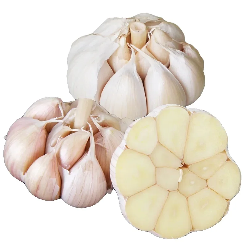pure white garlic fresh New Season fresh China Garlic For Export Certified Fresh Pure White Garlic