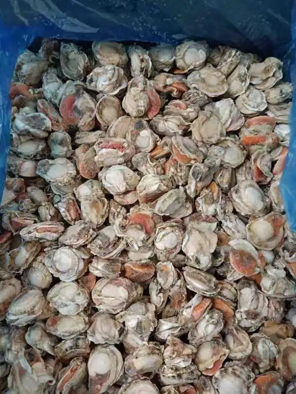 Frozen Farrarie Scallop Meat Premium Quality Clam for Gourmet Culinary Experiences