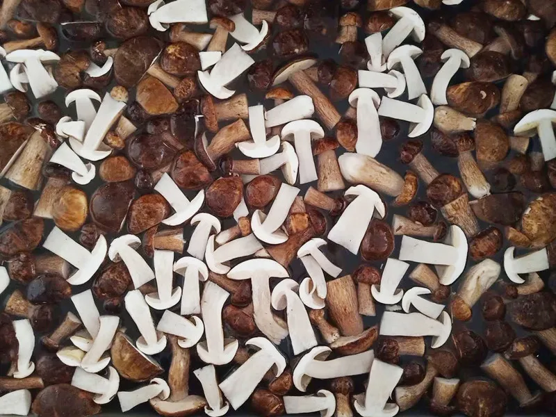 Frozen Whole Boletus Edulis Fresh Cultivated Fungus Slice Raw and Cube for Food and Health Supplements